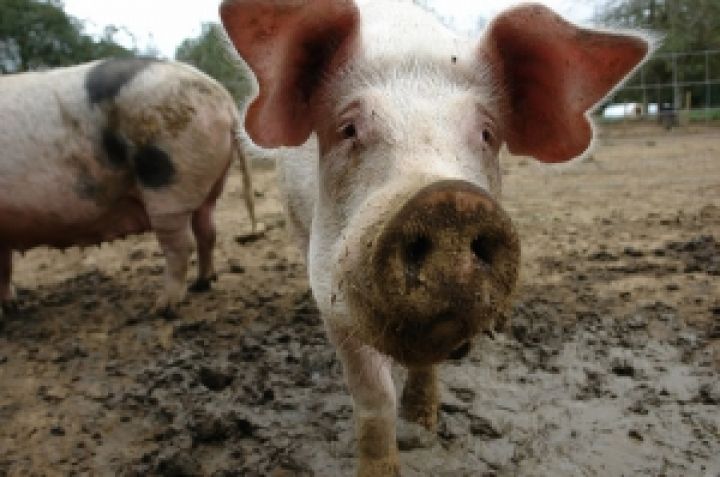 В Одесской области горела свиноферма