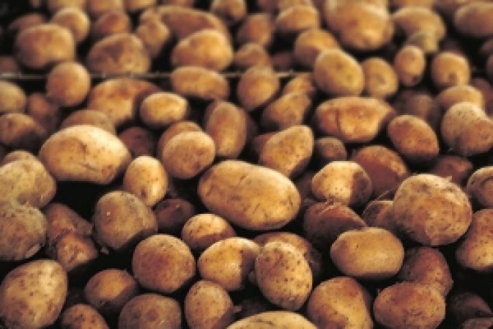 УКАБ повысила прогноз урожая картофеля
