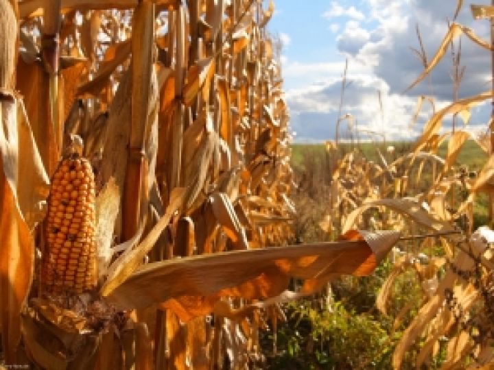 Спрос на кукурузу со стороны азиатских государств растет 