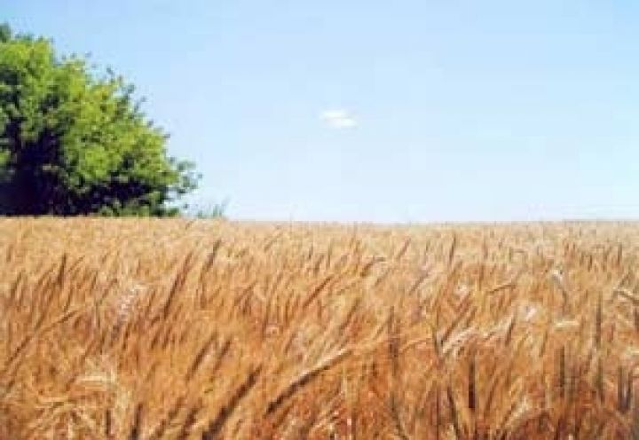 АПК Украины развивается за счет растениеводства