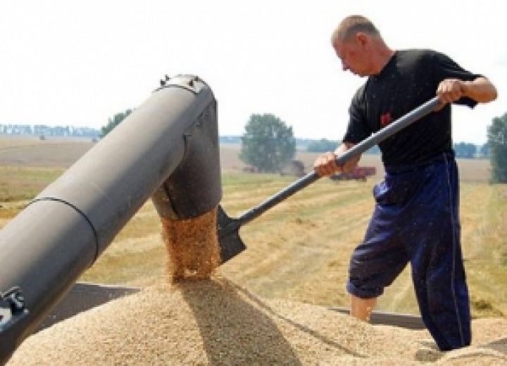 Государство купит у Харьковщины зерно на 117 миллионов 