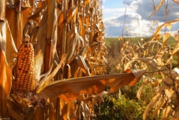 Жара и засуха снизят прогнозный урожай кукурузы