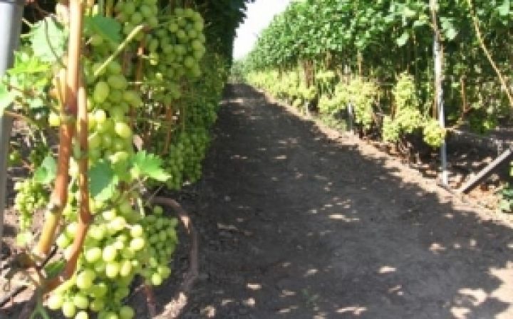 Минагропрод утвердил нормативы компенсации виноградарям