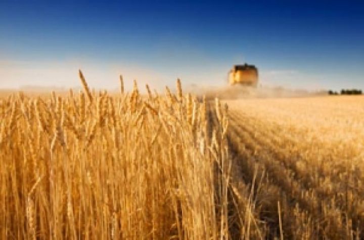 Европейская пшеница — рост цен не помешал внутреннему спросу