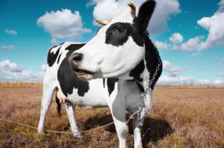 В Молдове поголовье крупного рогатого скота сократилось вдвое