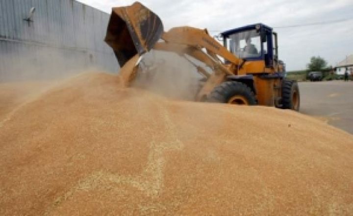 В этом году за границу продадут 25 млн. тонн украинского зерна