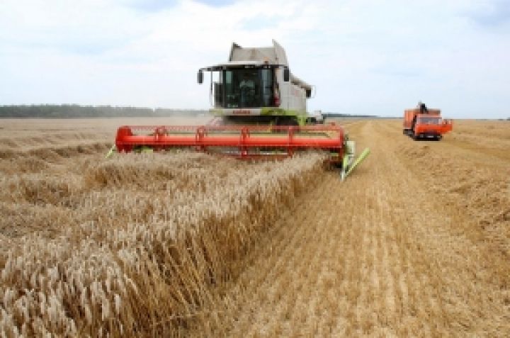 Аграрии трех областей получат 500 млн грн компенсации за погибшие зерновые