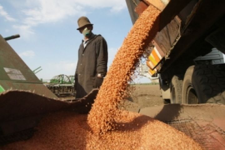 Goldman Sachs подозревает, что Россия планирует ограничение экспорта зерна