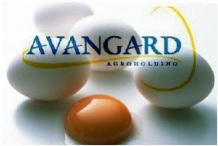 Агрохолдинг Авангард  увеличил продажи яиц на 12,8%