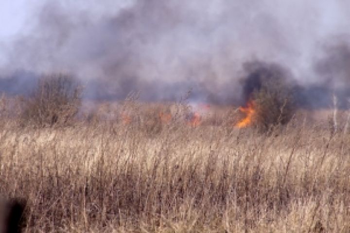 В Украине сгорело почти 84 гектаров хлеба 