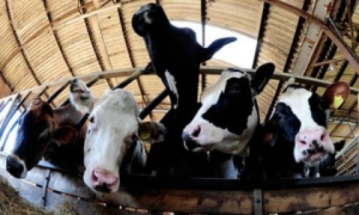 Молочный бизнес снимает сливки за счет аграриев