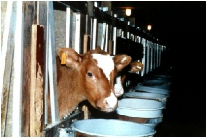 Безуглый считает, что сельские кооперативы решат проблему заниженных цен на молоко 