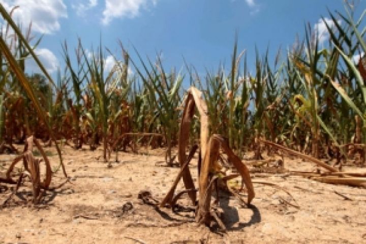 Сельхозкультуры США страдают от сильнейшей за последние 25 лет засухи 