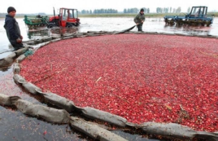 Поляки строят сельхозпредприятие по выращиванию ягод в Луганской области