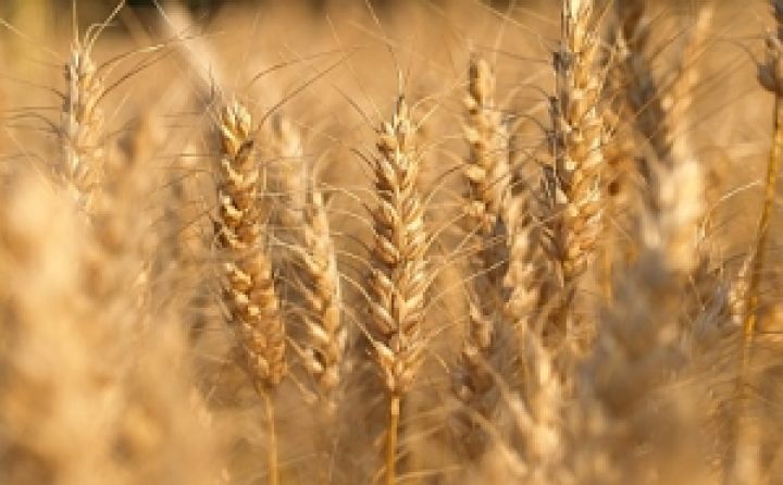 В Украине рекордно выросли цены на пшеницу