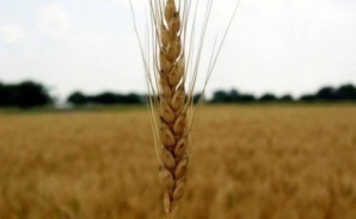 В этом году Украина получит очень низкий урожай