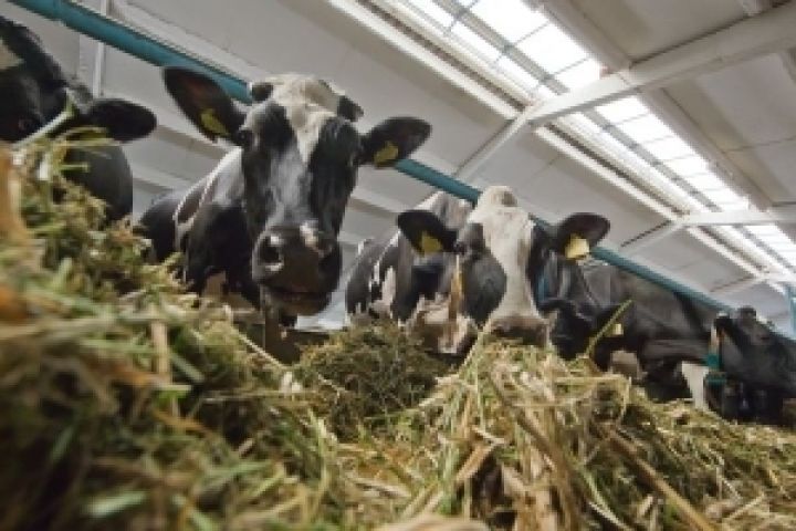 Для повышения рентабельности молочного скотоводства государство реализует ряд программ по поддержке этой отрасли