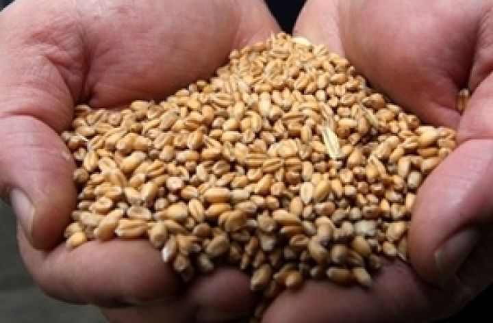 УКАБ и Гидрометцентр снизили прогнозы по урожаю зерна