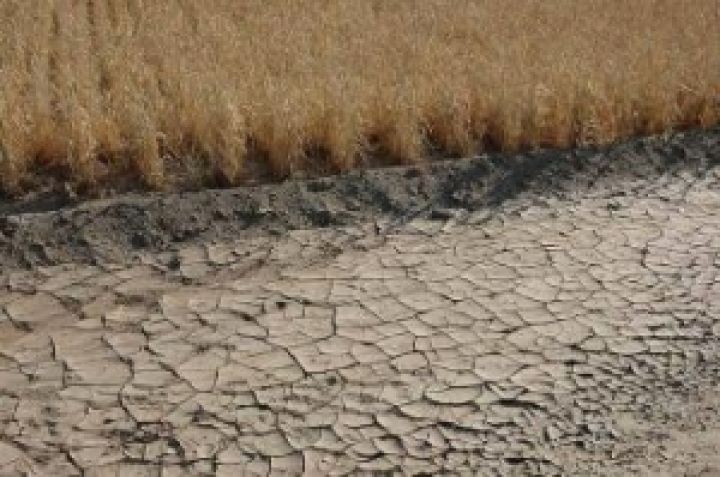 У Присяжнюка оценили потери аграриев от засухи аж в 13,6 млрд. гривен