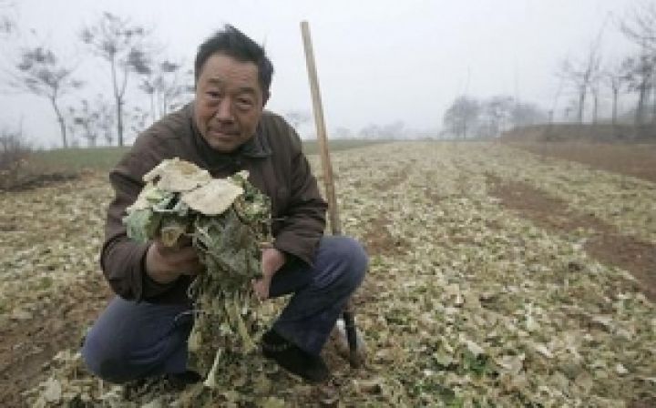 Непогода в Китае стала причиной гибели сельхозкультур 