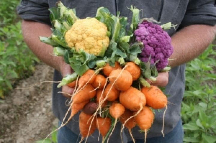Азаров поставил задачу осваивать европейский рынок овощей