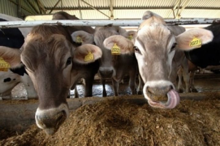 Азаров увидел, что в Украине увеличилось поголовье крупного рогатого скота