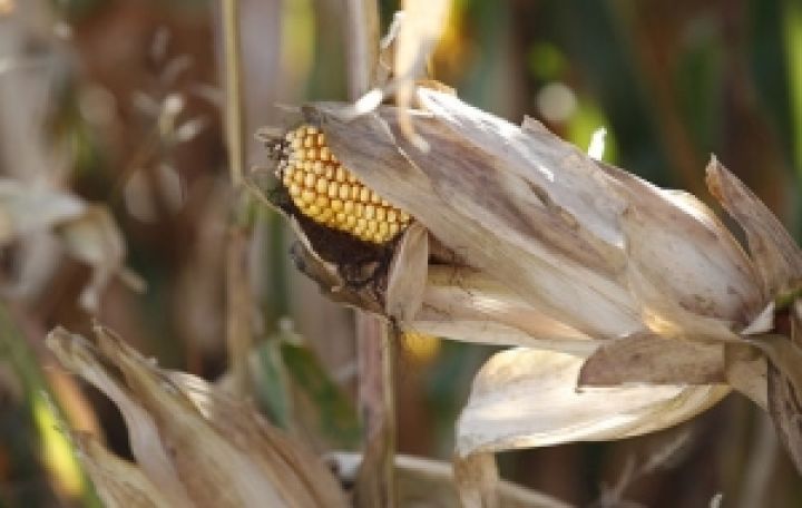 Румыния может потерять половину урожая кукурузы из-за засухи 