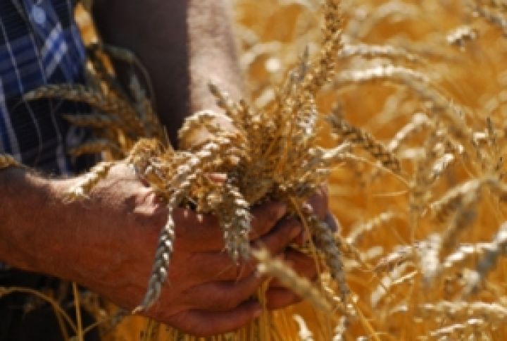 Урожай зерновых и зернобобовых культур в России может составить около 80 млн. тонн 