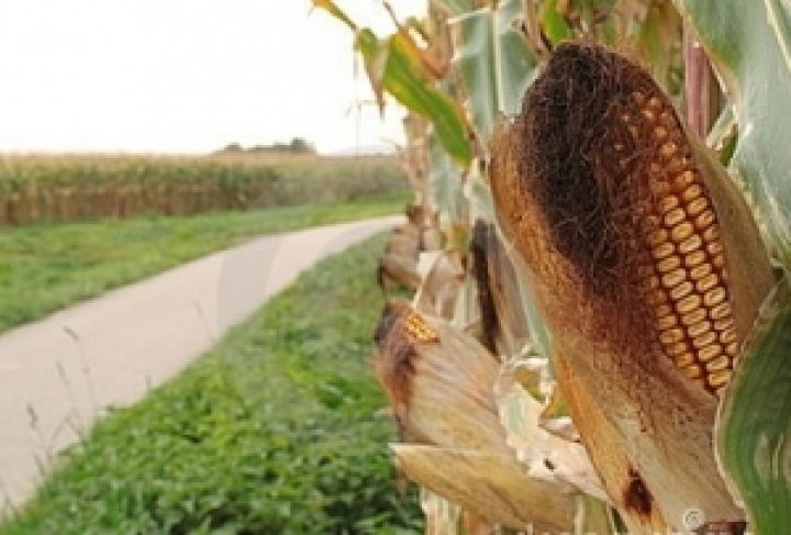 За последние два года посевы кукурузы в Украине увеличились на 2 млн. га 