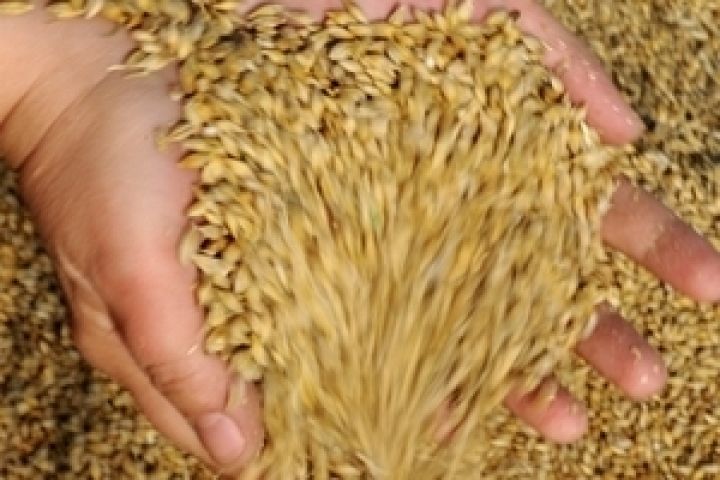 Днепропетровская область приобретет пшеницы почти на 80 млн. грн