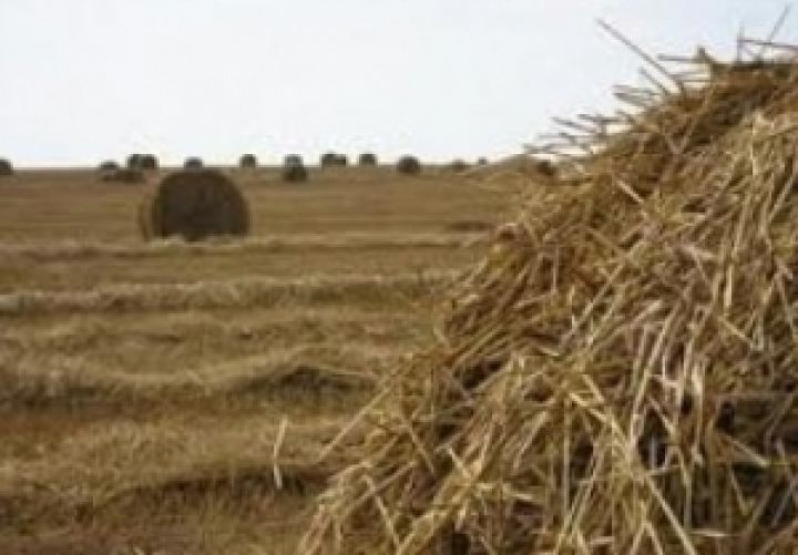 Британский бизнес готов вкладывать деньги в украинский аграрный сектор