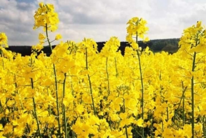 Вместо семян рапса Украина будет вынуждена экспортировать рапсовое масло