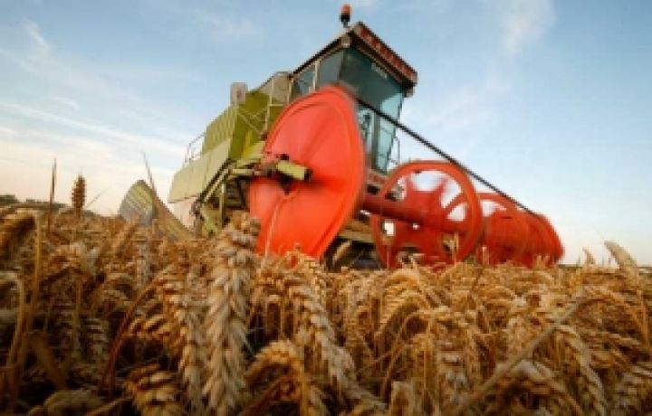 Аргентина может собрать самый низкий урожай пшеницы за последние 10 лет