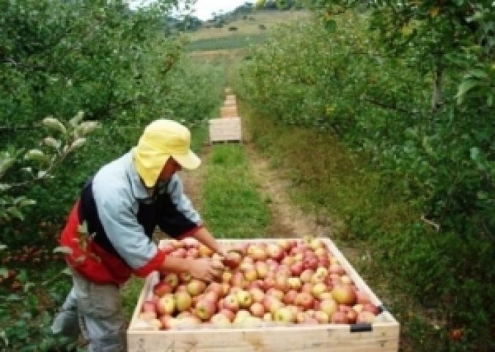 Производители яблок могут потерять 950 млн. грн