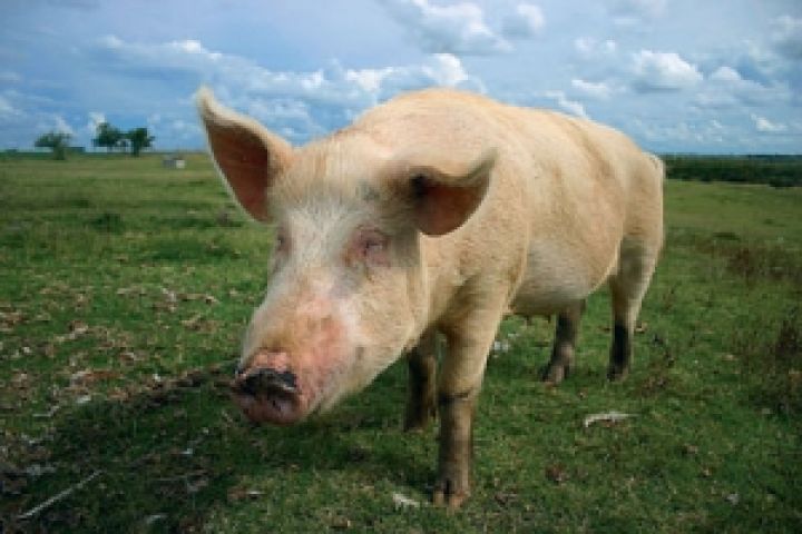 Мировое производство свинины снизится в 2013 году
