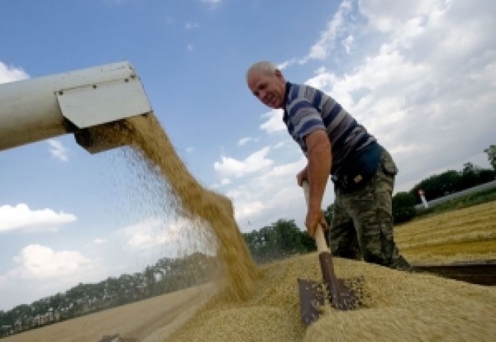 Засуха не досушит рынок зерна до катастрофы