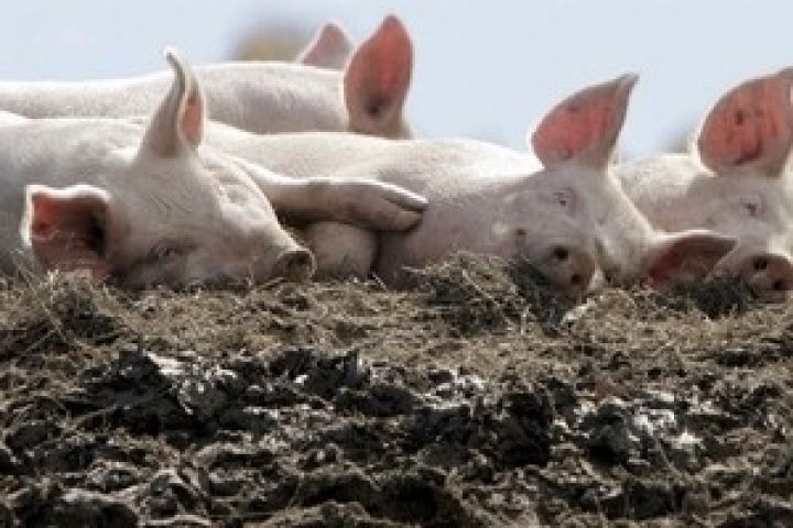 В Запорожье зарегистрировано заболевание свиней африканской чумой 