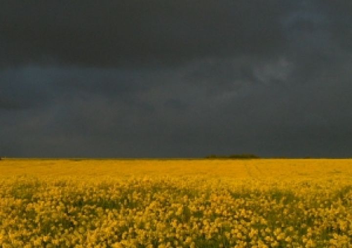 Значение дождя для среднего аграрного предприятия Украины оценивается в 4-5 млн. гривен