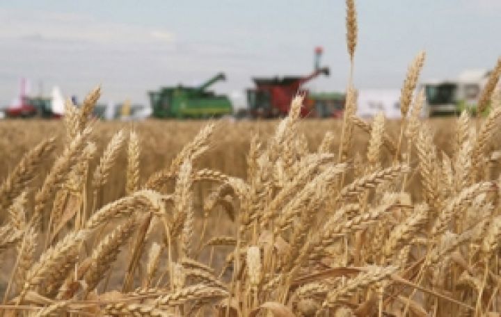Латвийские крестьяне сдают урожай — зерновые подорожали на 20-40% 