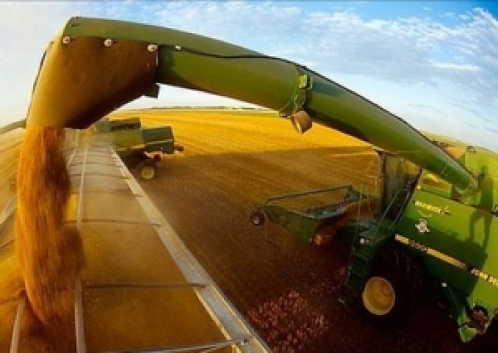 Урожай кукурузы в Украине упадет до 20 млн. тонн