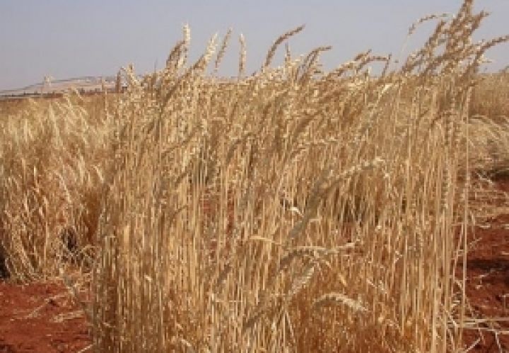 В Украине нужно изменить технологию производства зерна