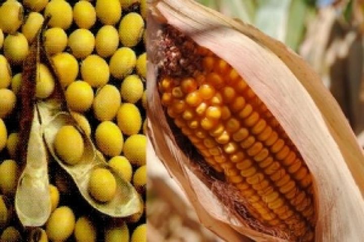 Кукуруза и соя погубят рост в развивающихся странах