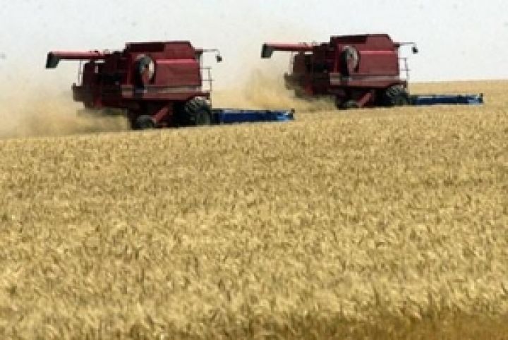 Резкий рост средней урожайности пшеницы выглядит подозрительно