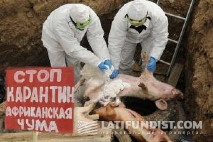 Украина из-за африканской чумы ввела запрет на ввоз продуктов животного происхождения 