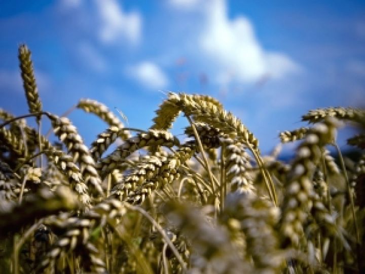 Саудовская Аравия планирует закупку крупной партии пшеницы 