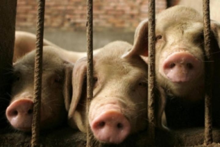 Три страны закрыли двери украинской свинине 