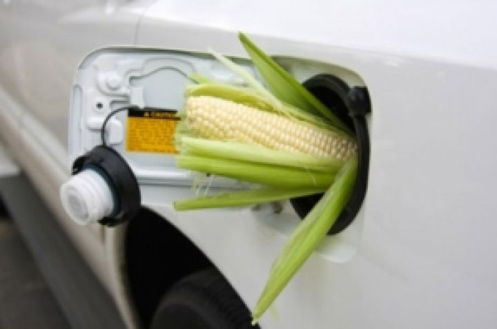 Производство биоэтанола создаст дополнительный внутренний спрос на 800 тыс. т кукурузы — УКАБ