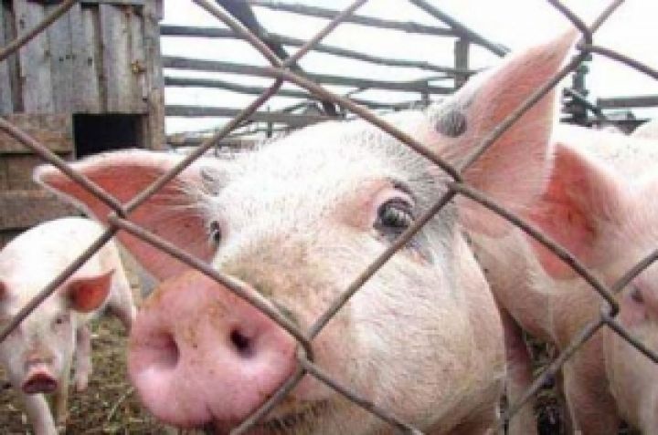 На Днепропетровщине ввели закрытый режим работы свиноферм в связи с чумой