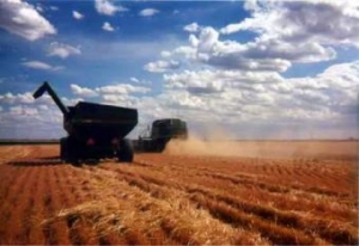 Украина уже собрала 24,7 млн тонн зерна 