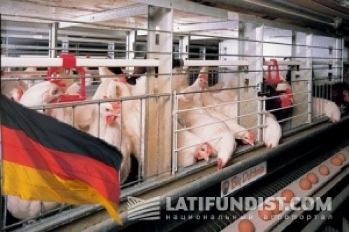 Украинские птицефермы в центре скандала в Германии